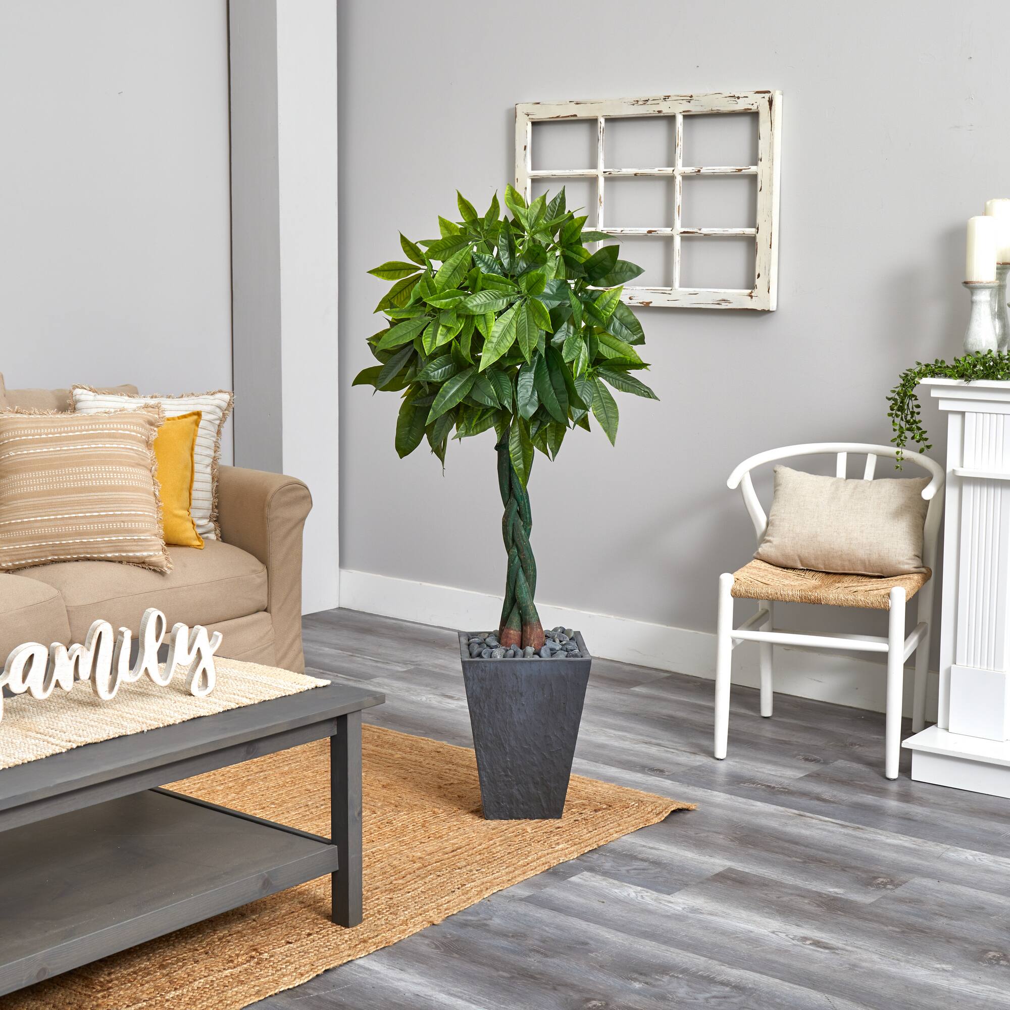 5ft. Money Tree in Slate Planter